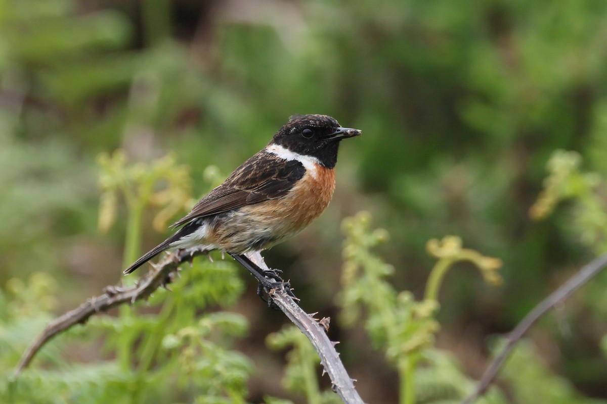 European Stonechat - ML637720834