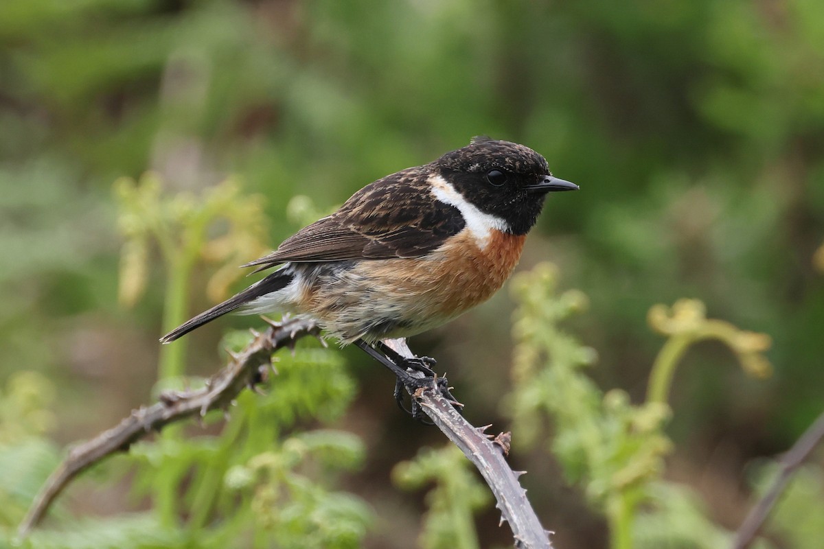 European Stonechat - ML637720835