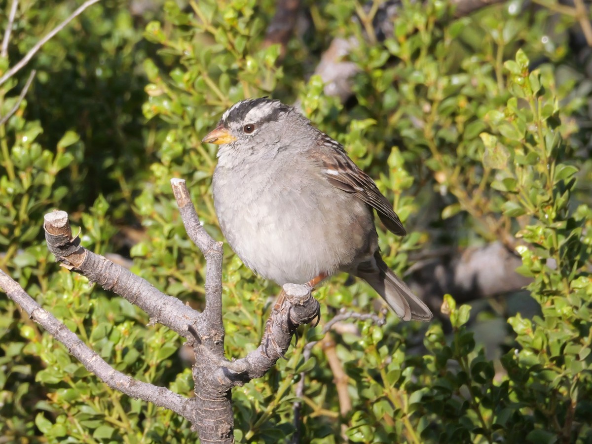 White-crowned Sparrow - ML637720841