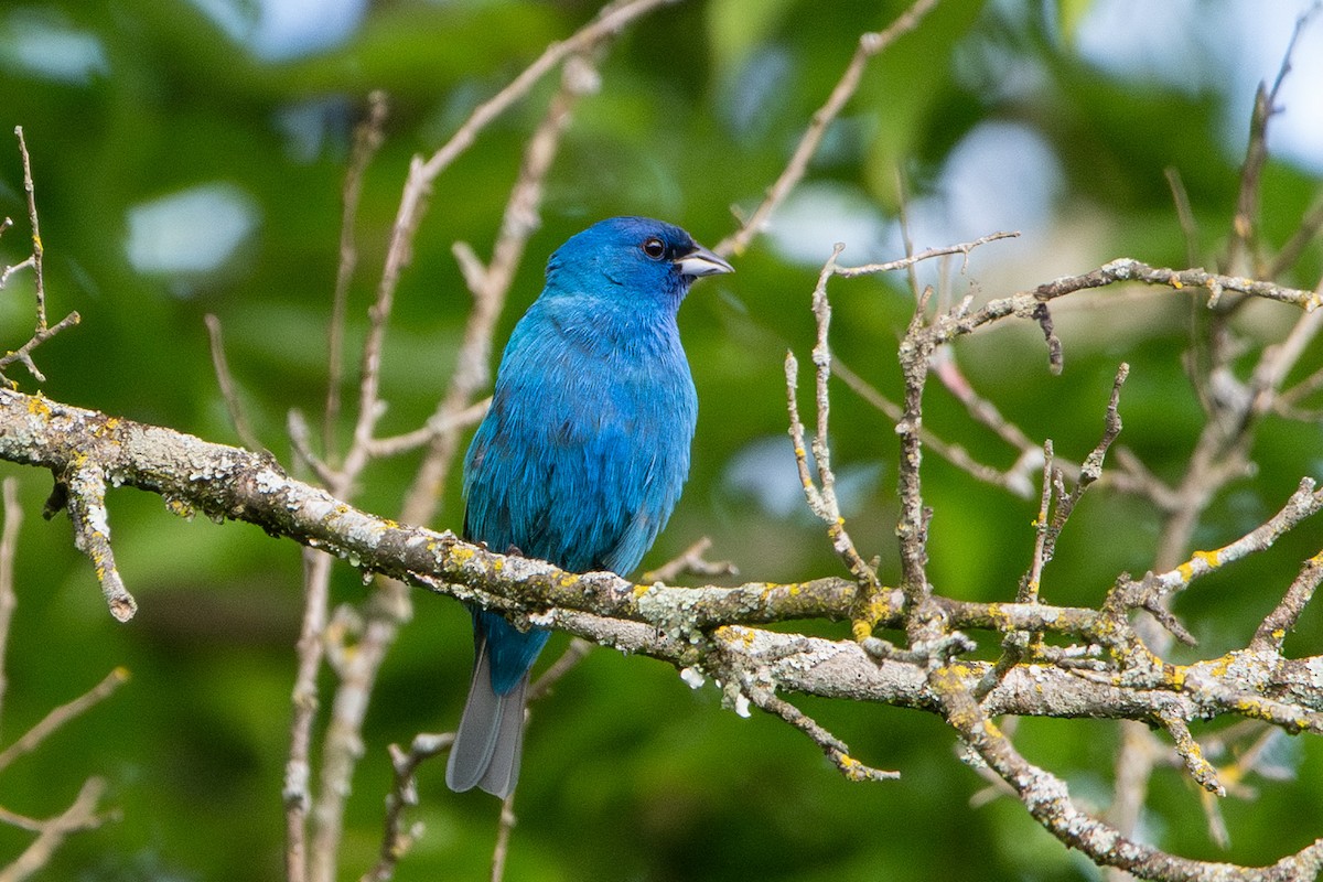 Indigo Bunting - ML637720843