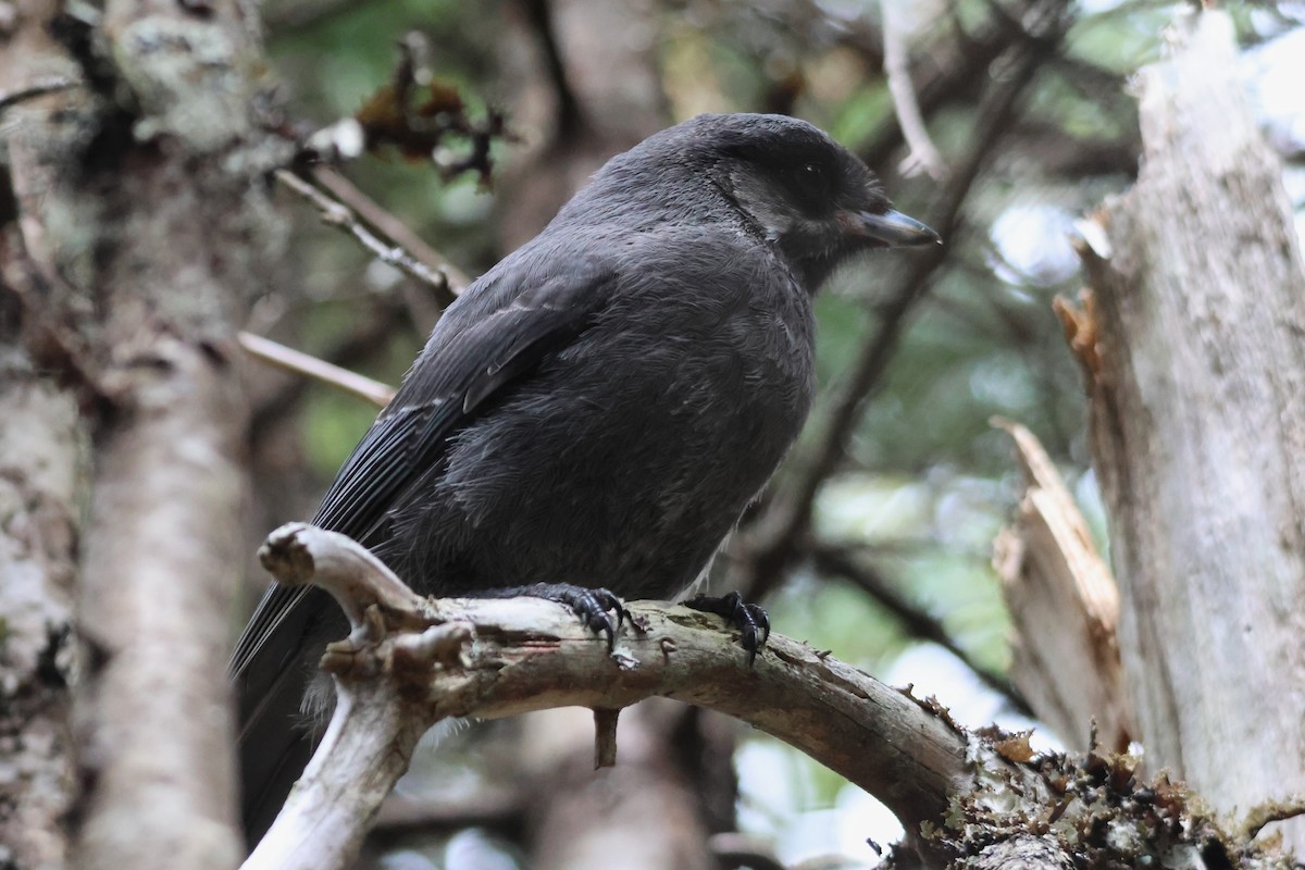 Canada Jay - ML637720846