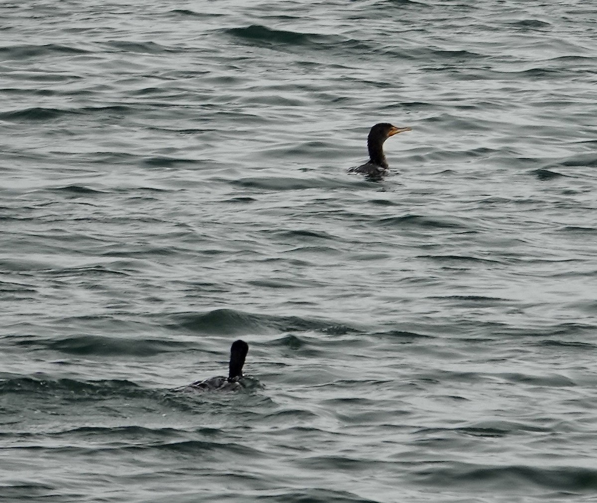 Double-crested Cormorant - ML637720855