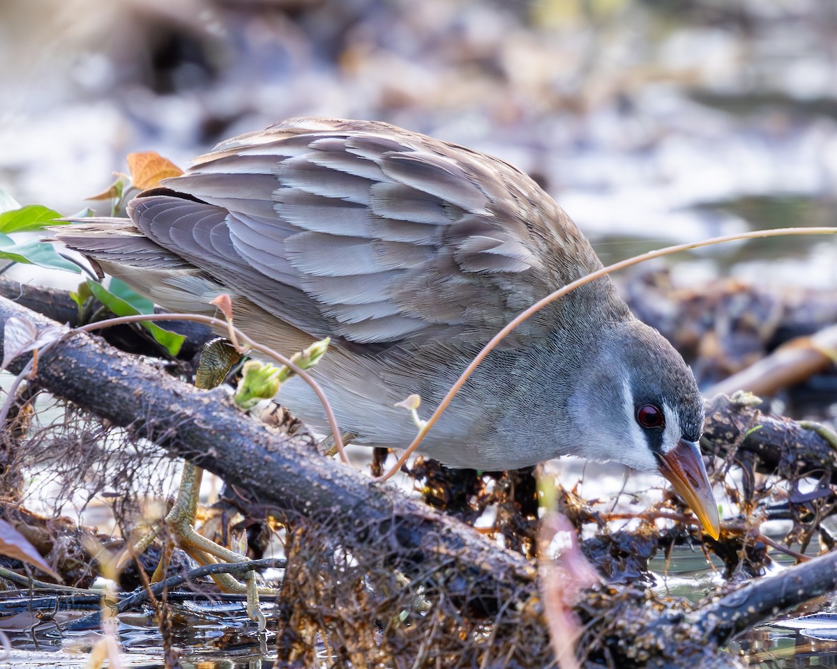White-browed Crake - ML637720886