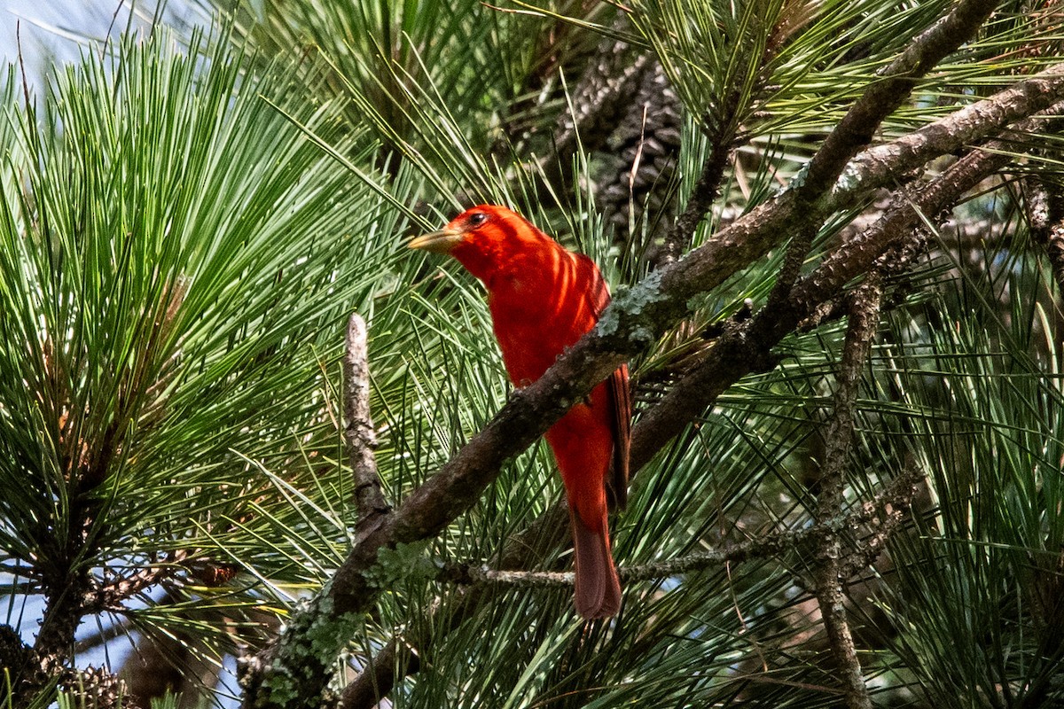 Summer Tanager - ML637720914