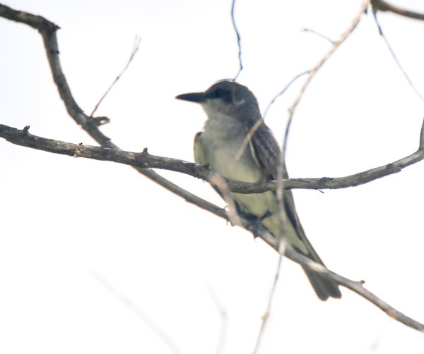 Gray Kingbird - ML637720916