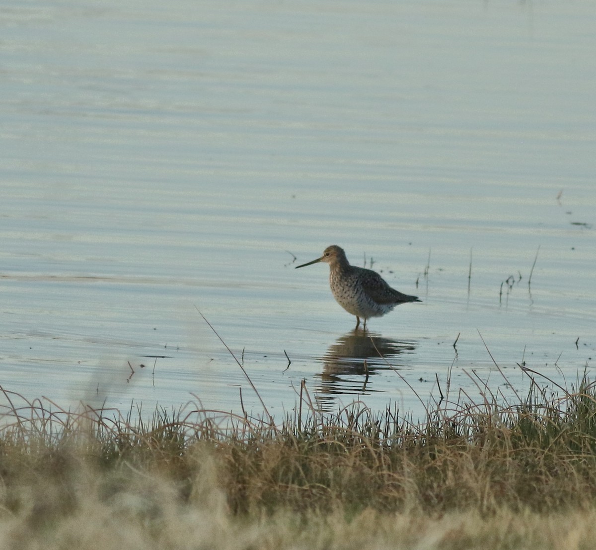 Willet (Western) - ML637720920