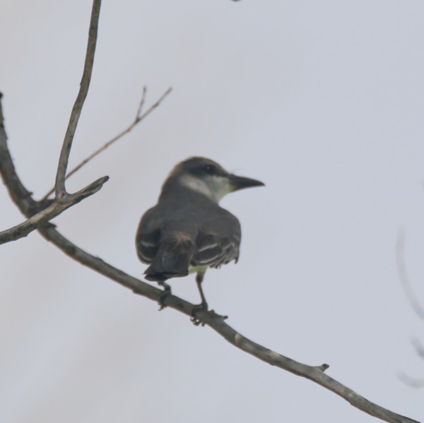 Gray Kingbird - ML637720925