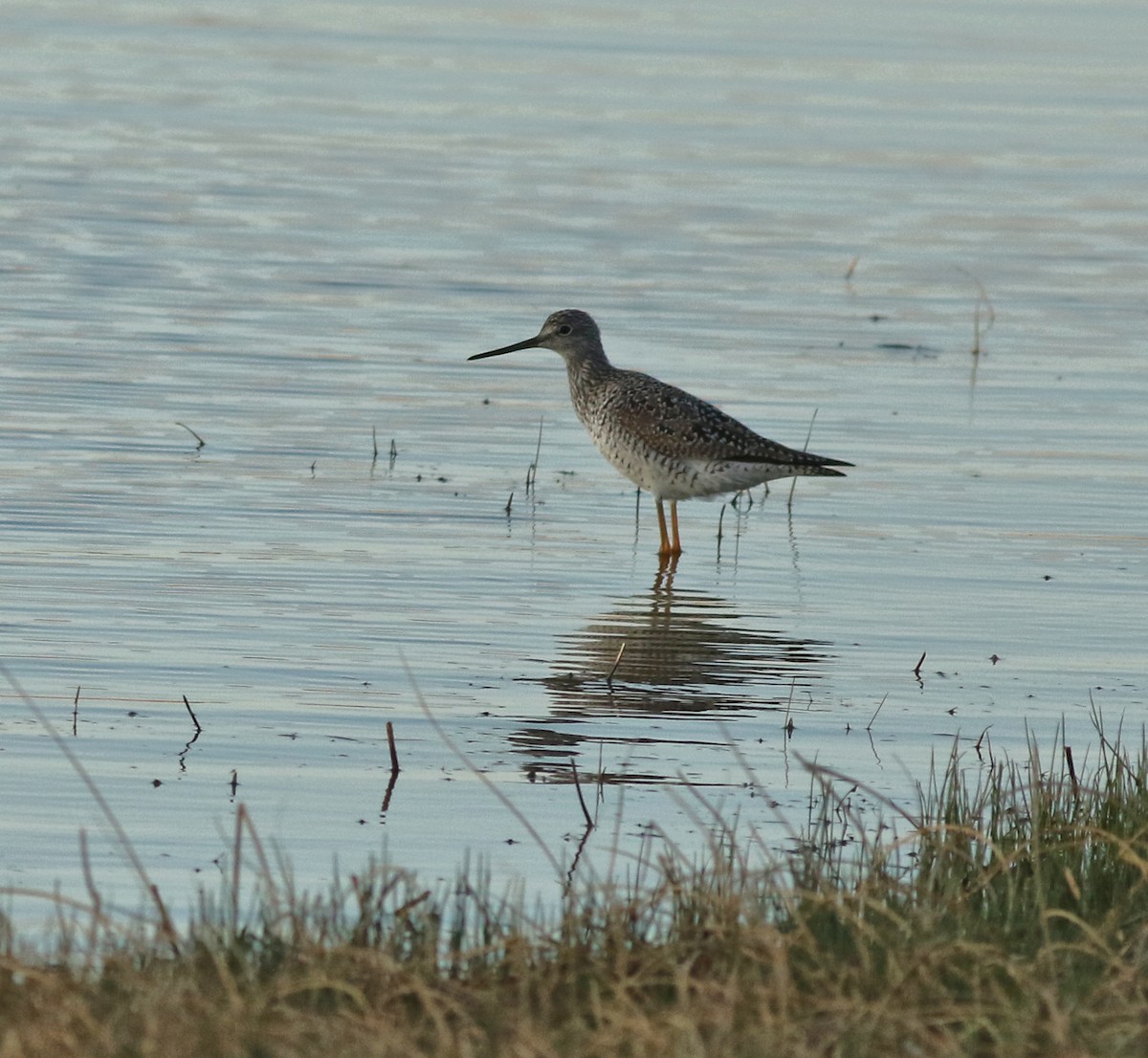 Greater Yellowlegs - ML637720929