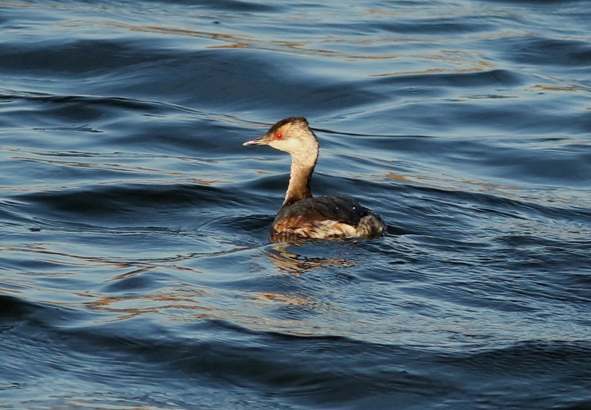 Horned Grebe - ML637720939
