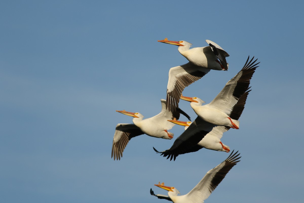 American White Pelican - ML637720950