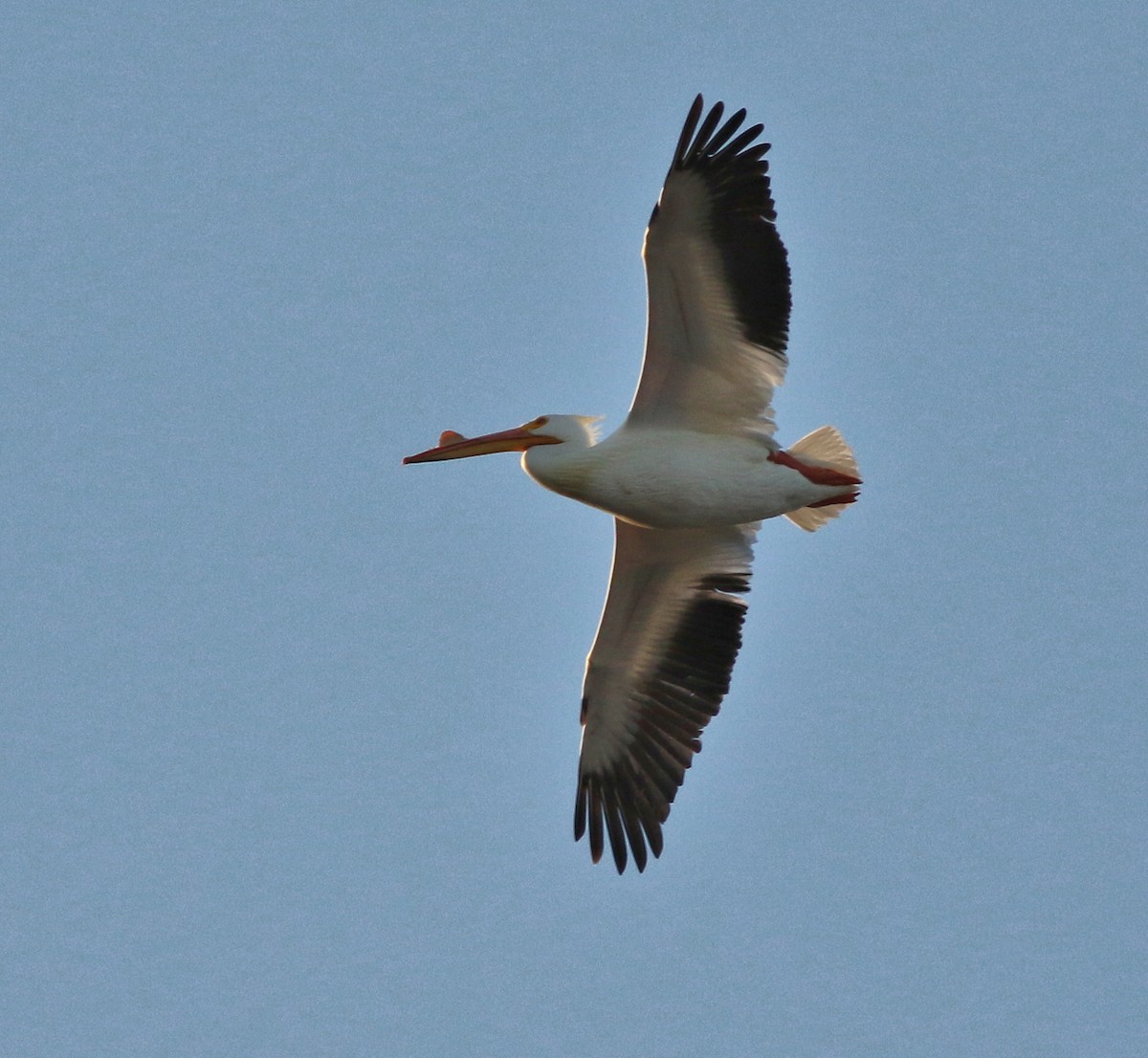 American White Pelican - ML637720951