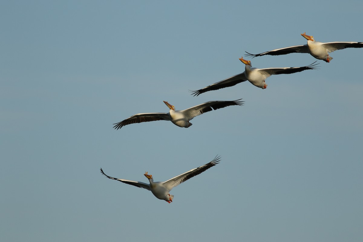 American White Pelican - ML637720952