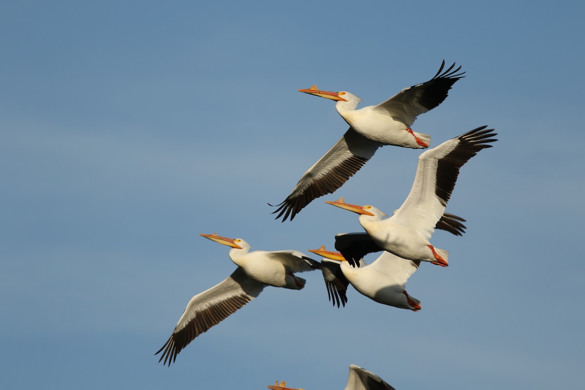 American White Pelican - ML637720953
