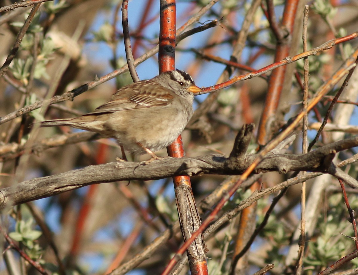 White-crowned Sparrow - ML637720968