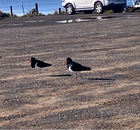 Pied Oystercatcher - ML637721009