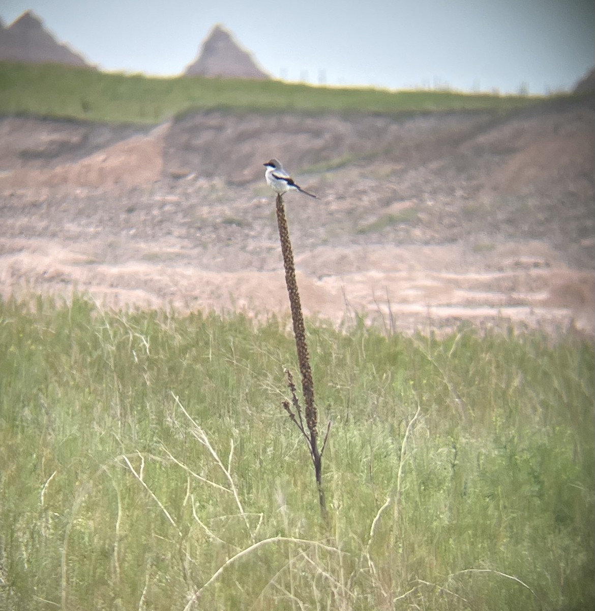 Loggerhead Shrike - ML637721031