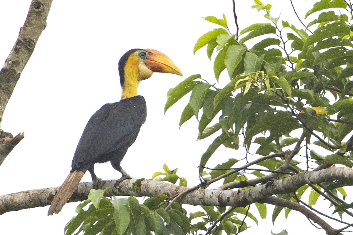 Wrinkled Hornbill - ML637721075