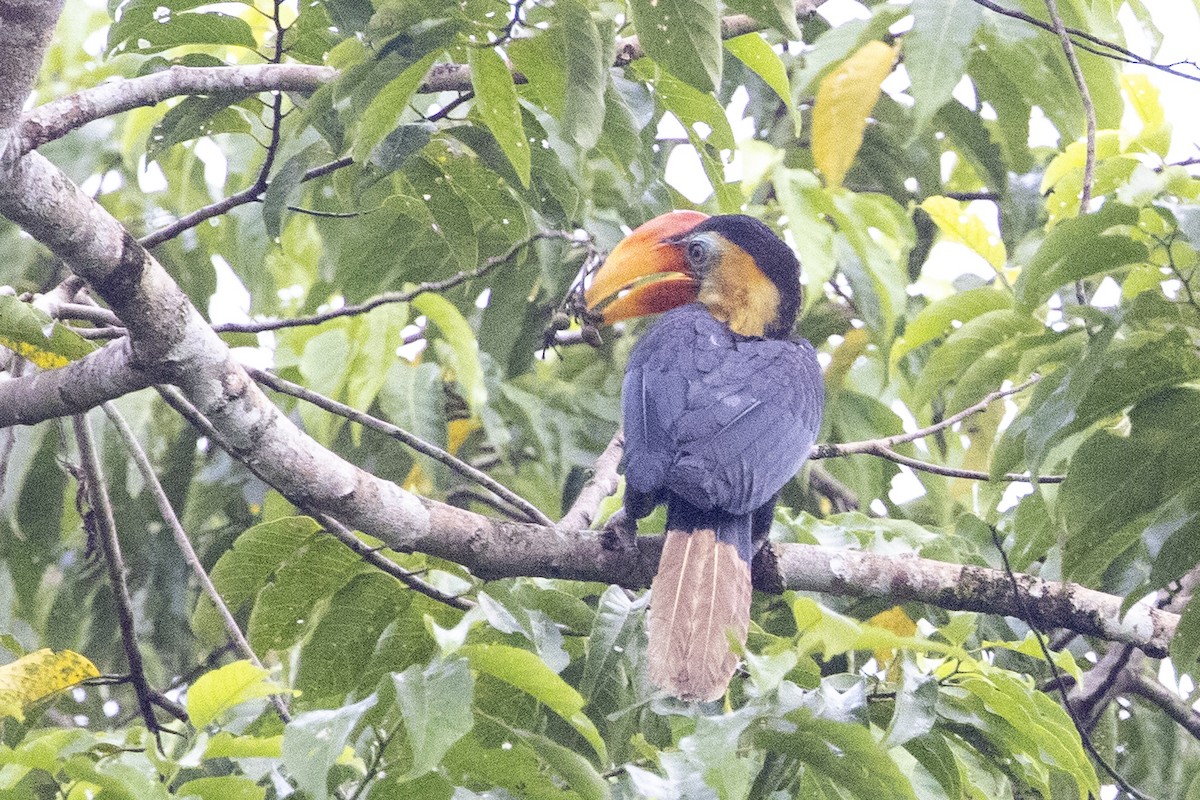Wrinkled Hornbill - ML637721077