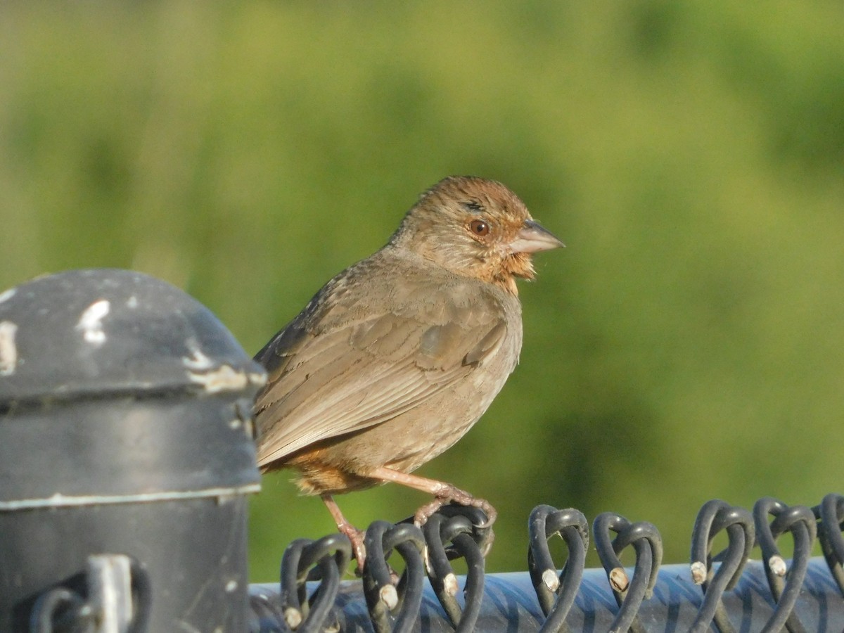 California Towhee - ML637721101