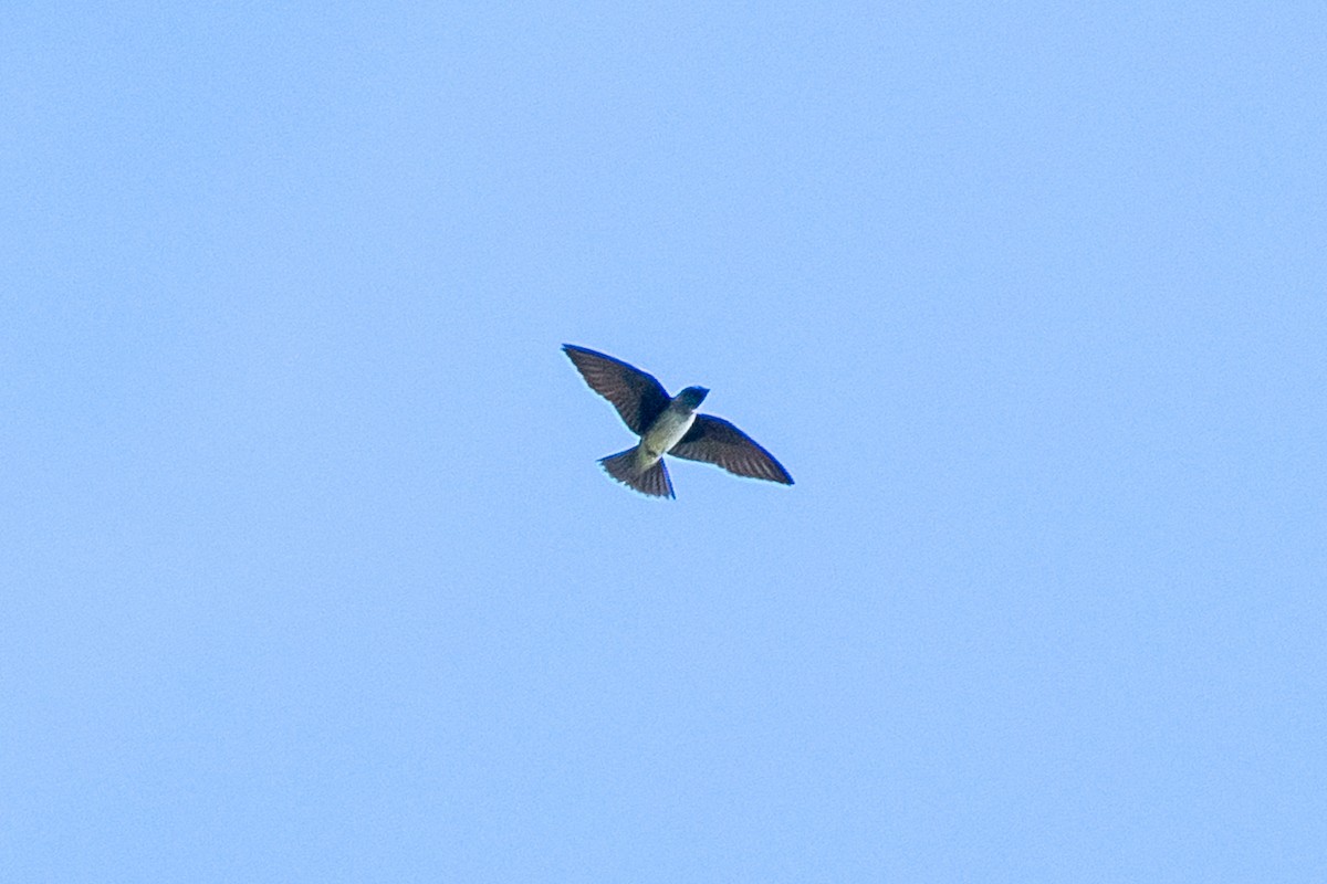 Purple Martin - ML637721105