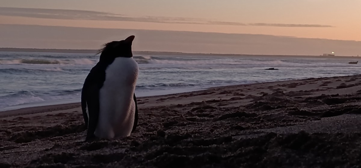 Western Rockhopper Penguin - ML637721115