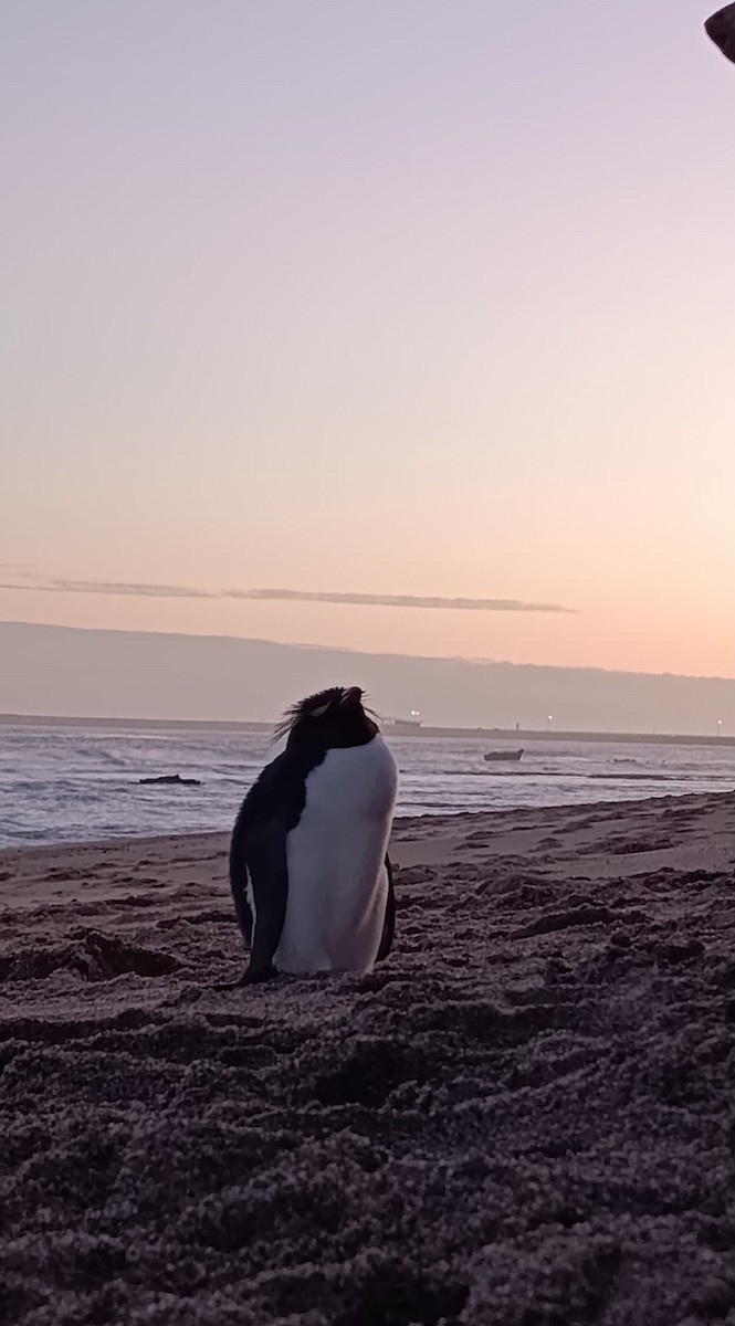 Western Rockhopper Penguin - ML637721132