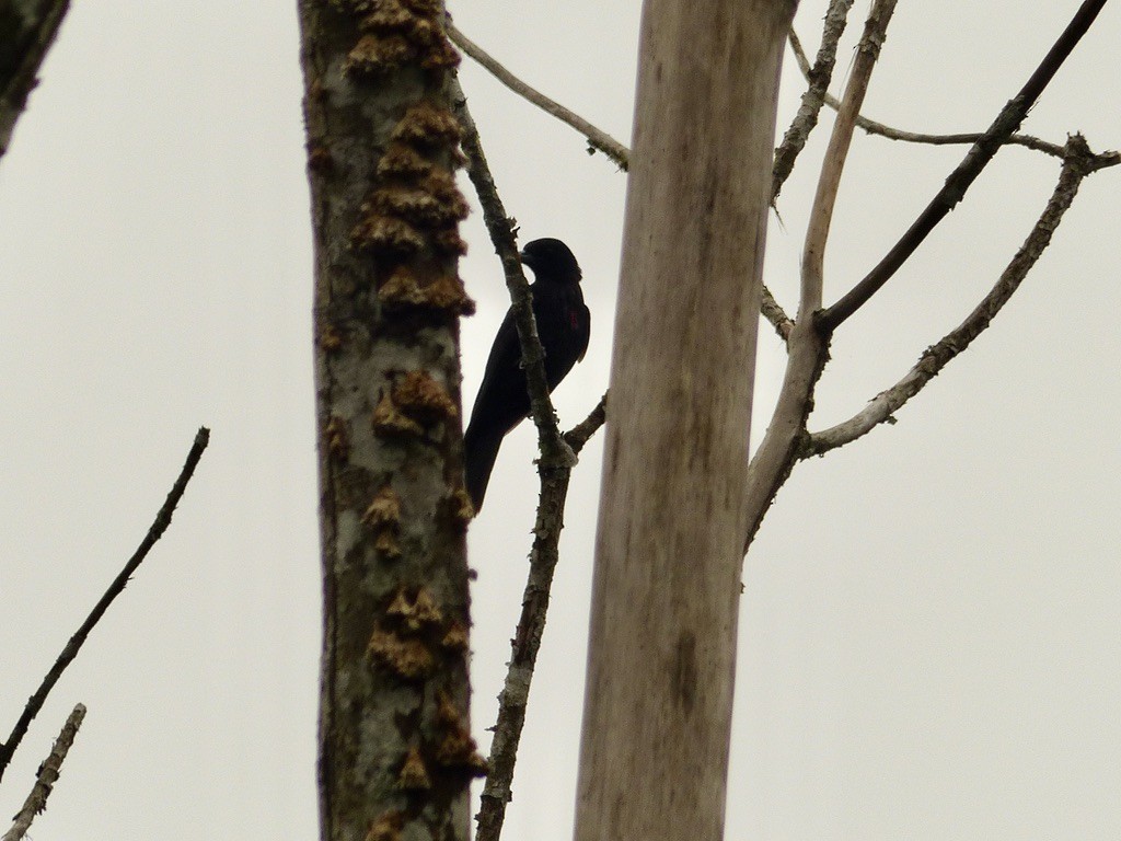 Black-and-crimson Oriole - ML637721136