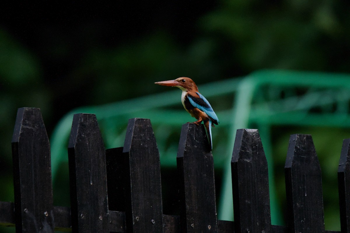 White-throated Kingfisher - ML637721184