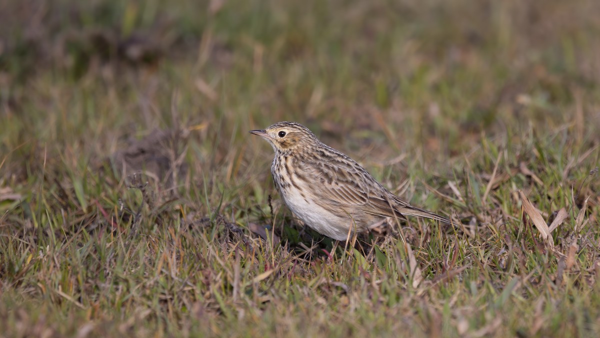 Short-billed Pipit - ML637721327