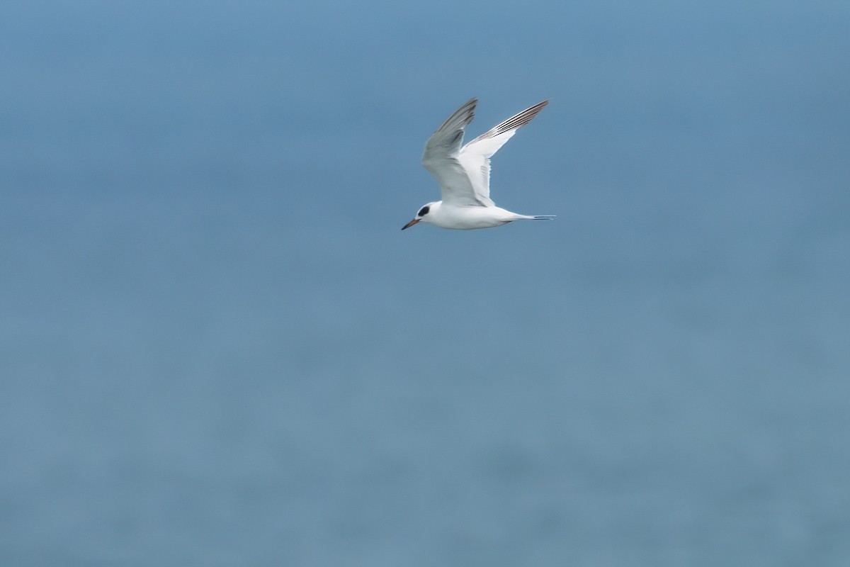 Forster's Tern - ML637721335