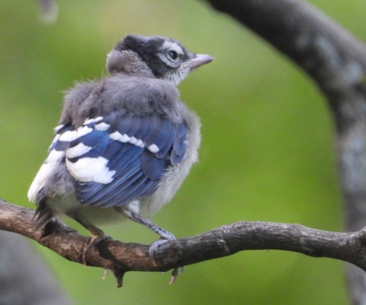 Blue Jay - ML637721386