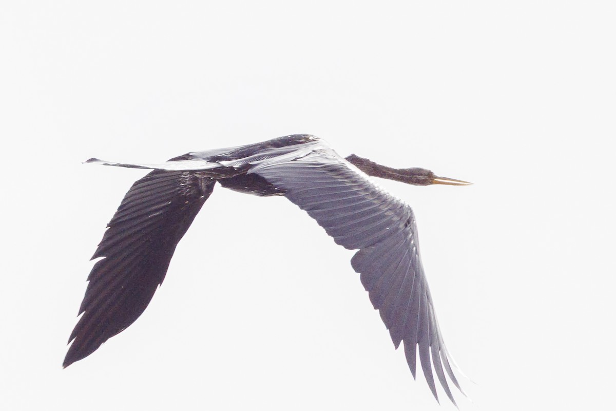 Oriental Darter - ML637721403