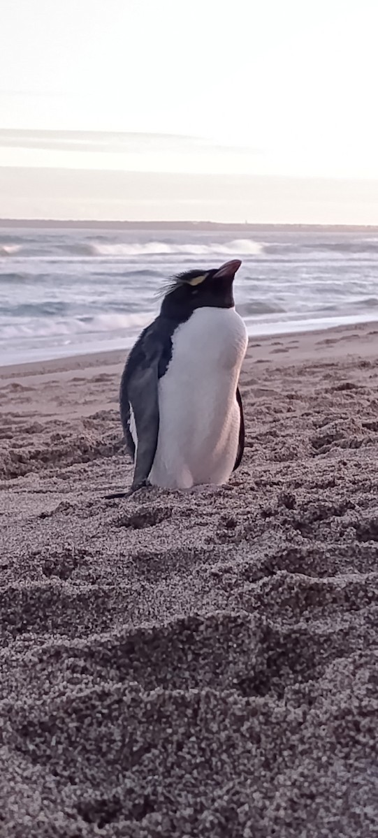 Western Rockhopper Penguin - ML637721404