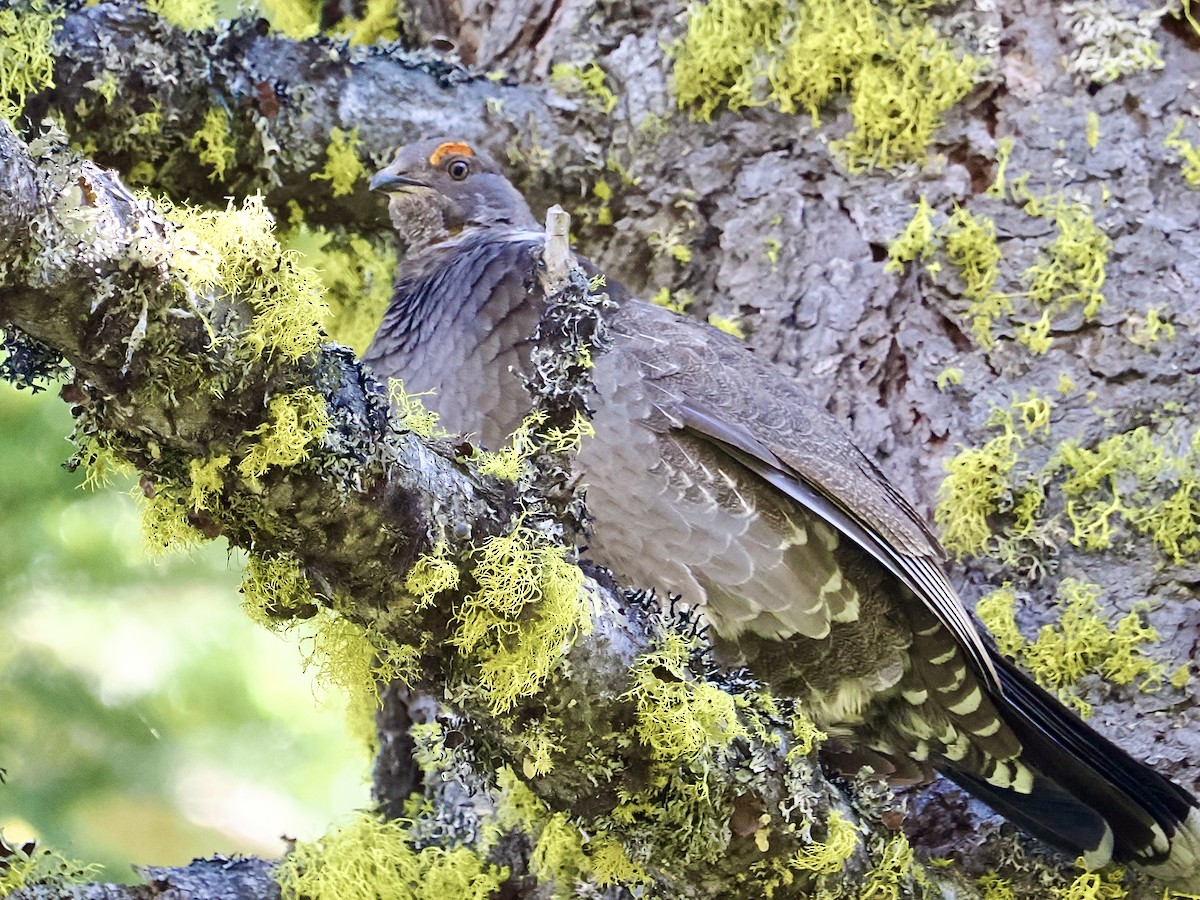 Sooty Grouse - ML637721419