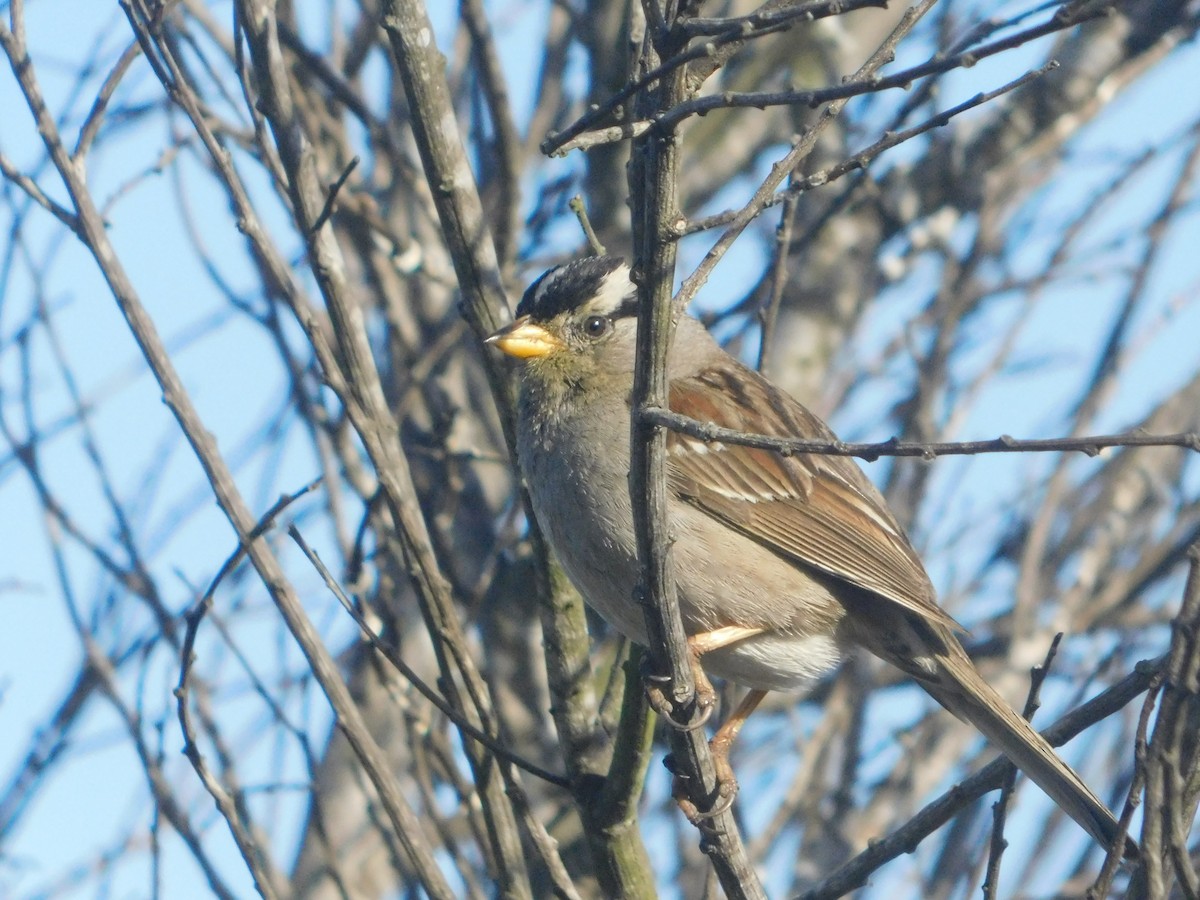 White-crowned Sparrow (Yellow-billed) - ML637721454
