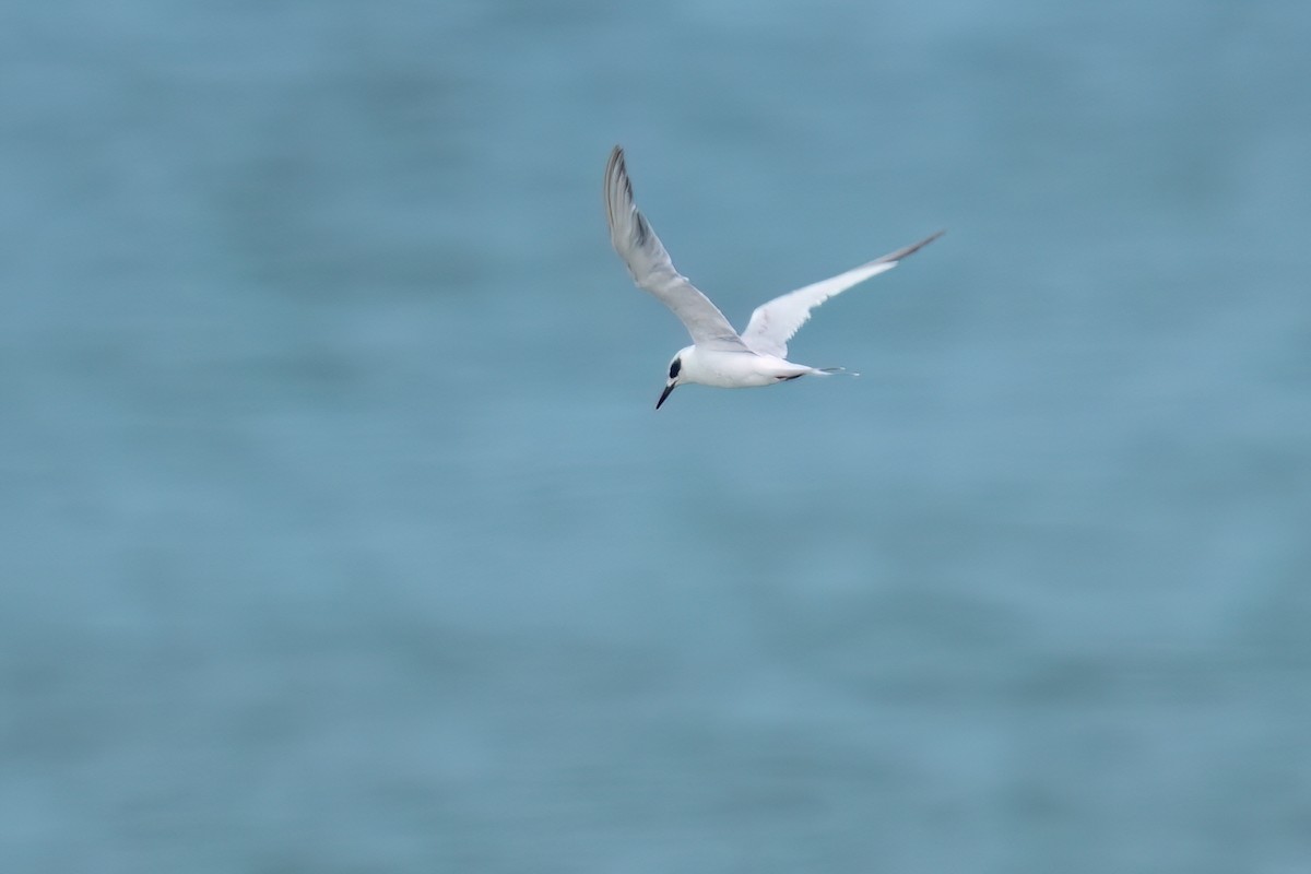 Forster's Tern - ML637721502