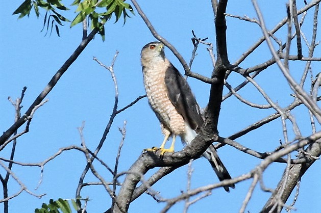 Cooper's Hawk - ML63772151