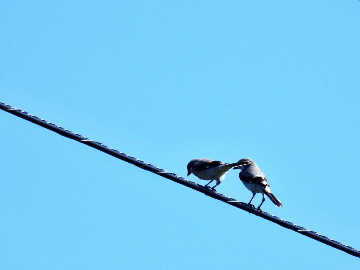 Loggerhead Shrike - ML637721517