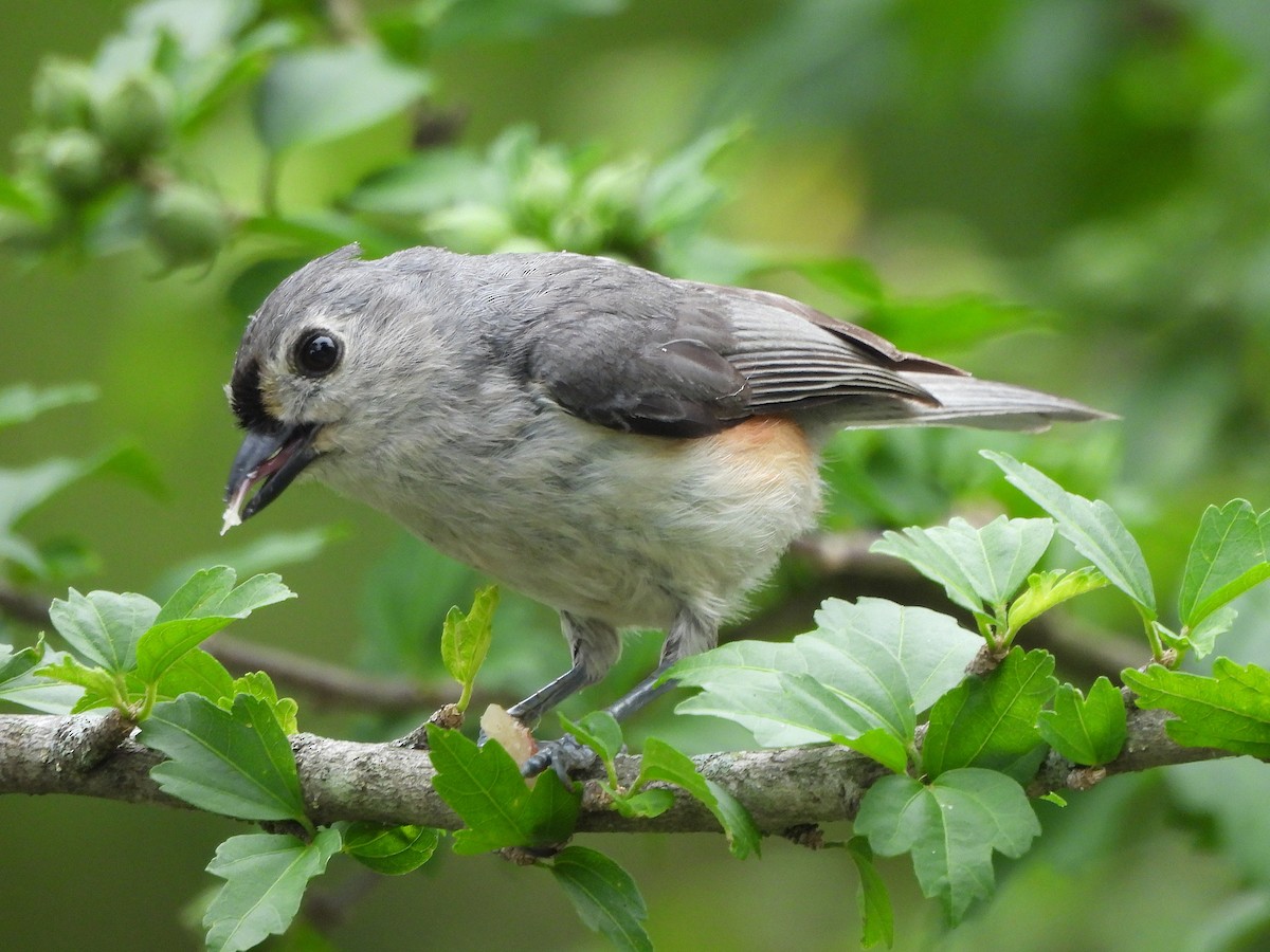 Tufted Titmouse - ML637721518
