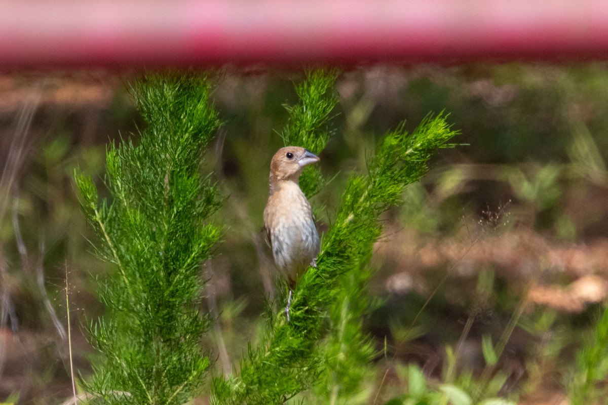 Blue Grosbeak - ML637721552