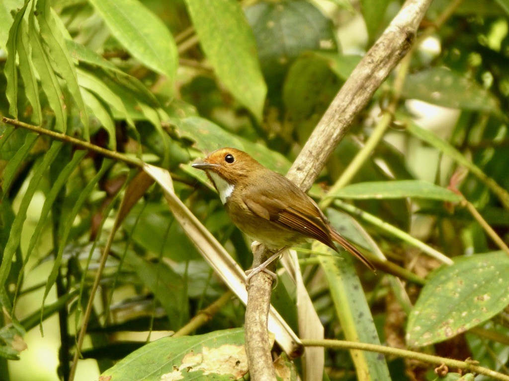 Rufous-browed Flycatcher - ML637721561
