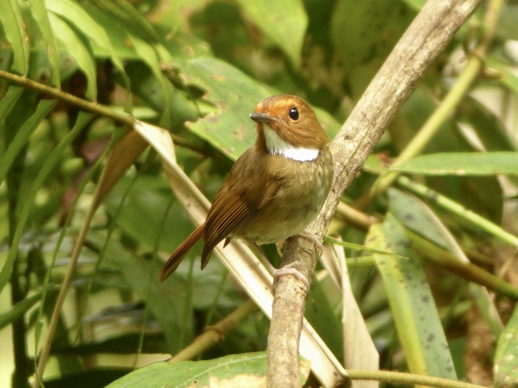 Rufous-browed Flycatcher - ML637721563