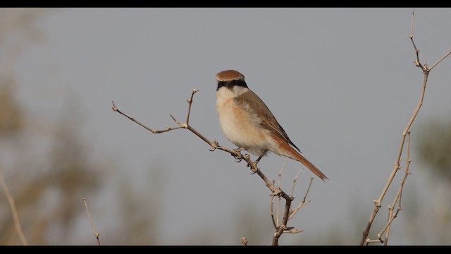 Red-tailed Shrike - ML637721581