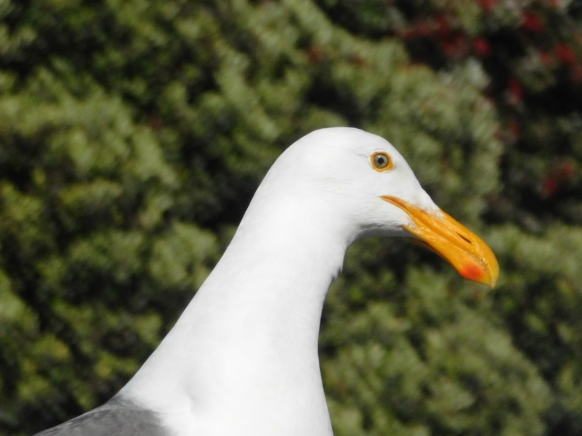 Western Gull - ML637721606