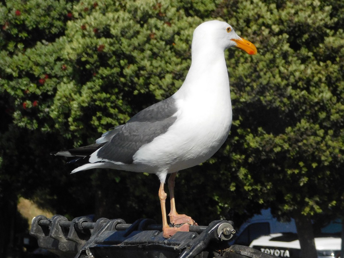 Western Gull - ML637721608