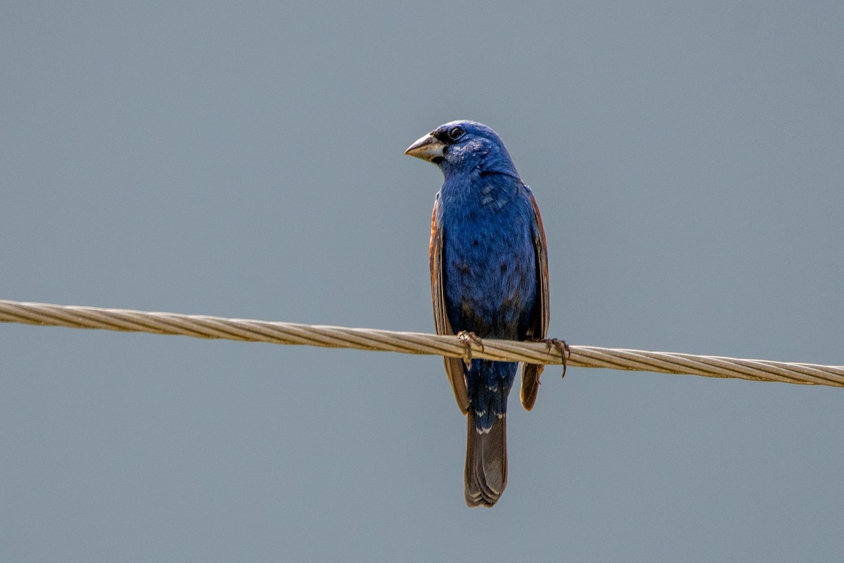 Blue Grosbeak - ML637721619
