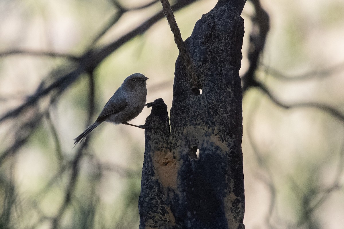 Bushtit - ML637721688