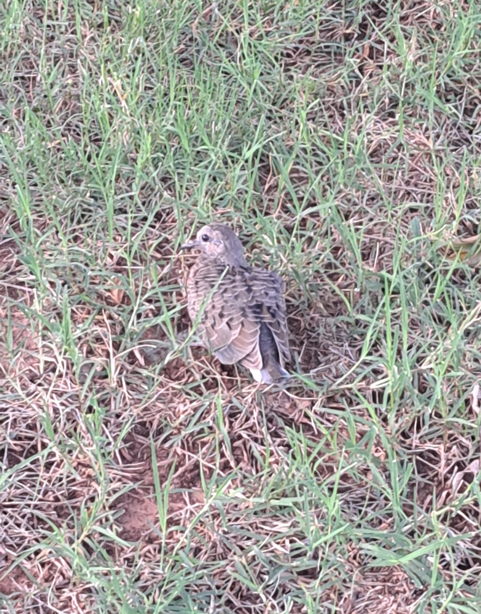 Mourning Dove - ML637721715