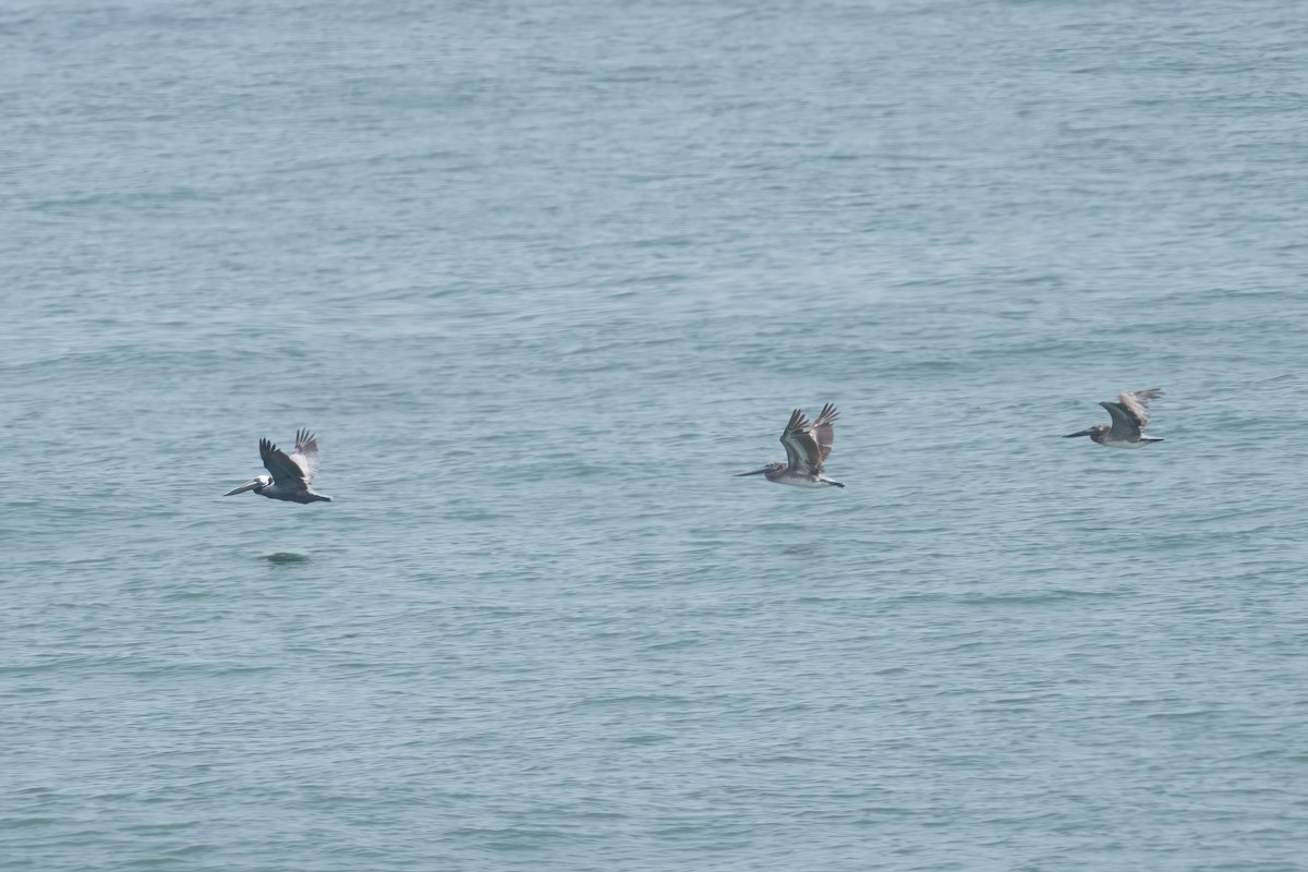 Brown Pelican - ML637721719