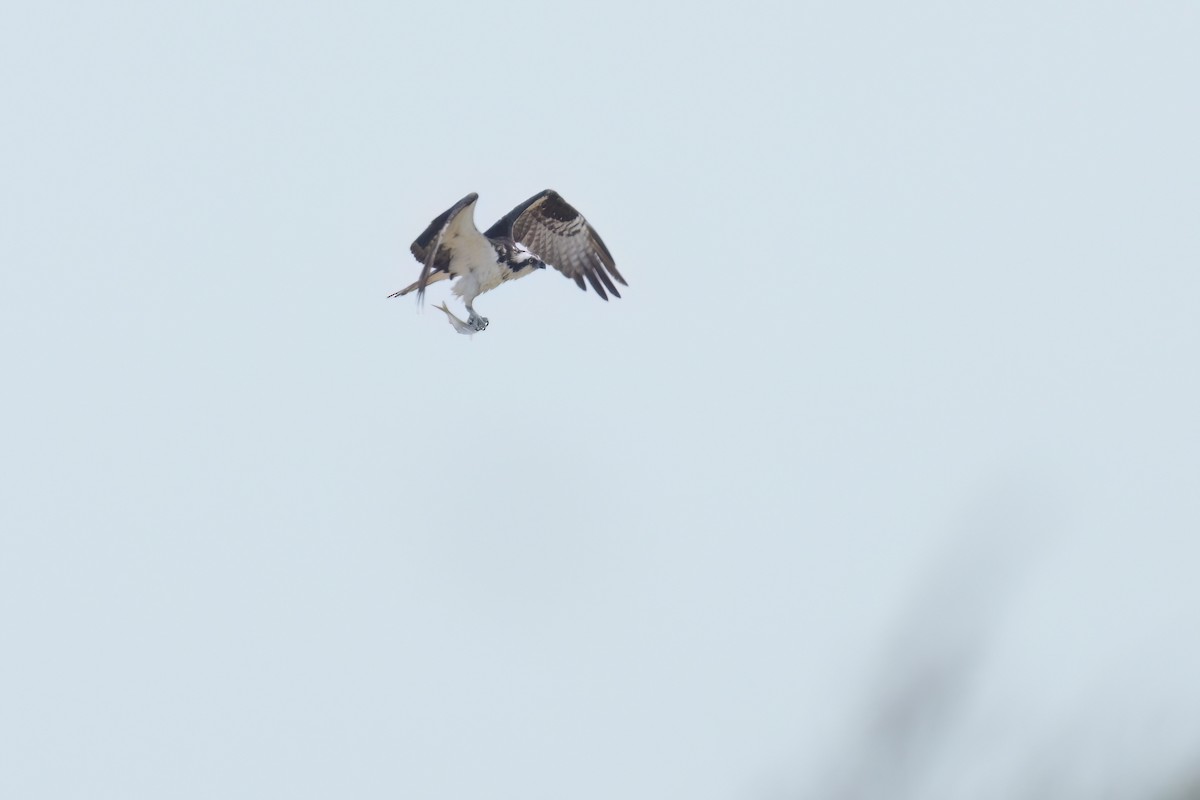 Osprey - ML637721734
